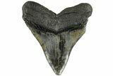 Fossil Megalodon Tooth - South Carolina #203063-1